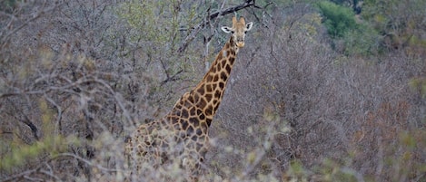 A giraffe in a natural setting with sparse vegetation and trees.