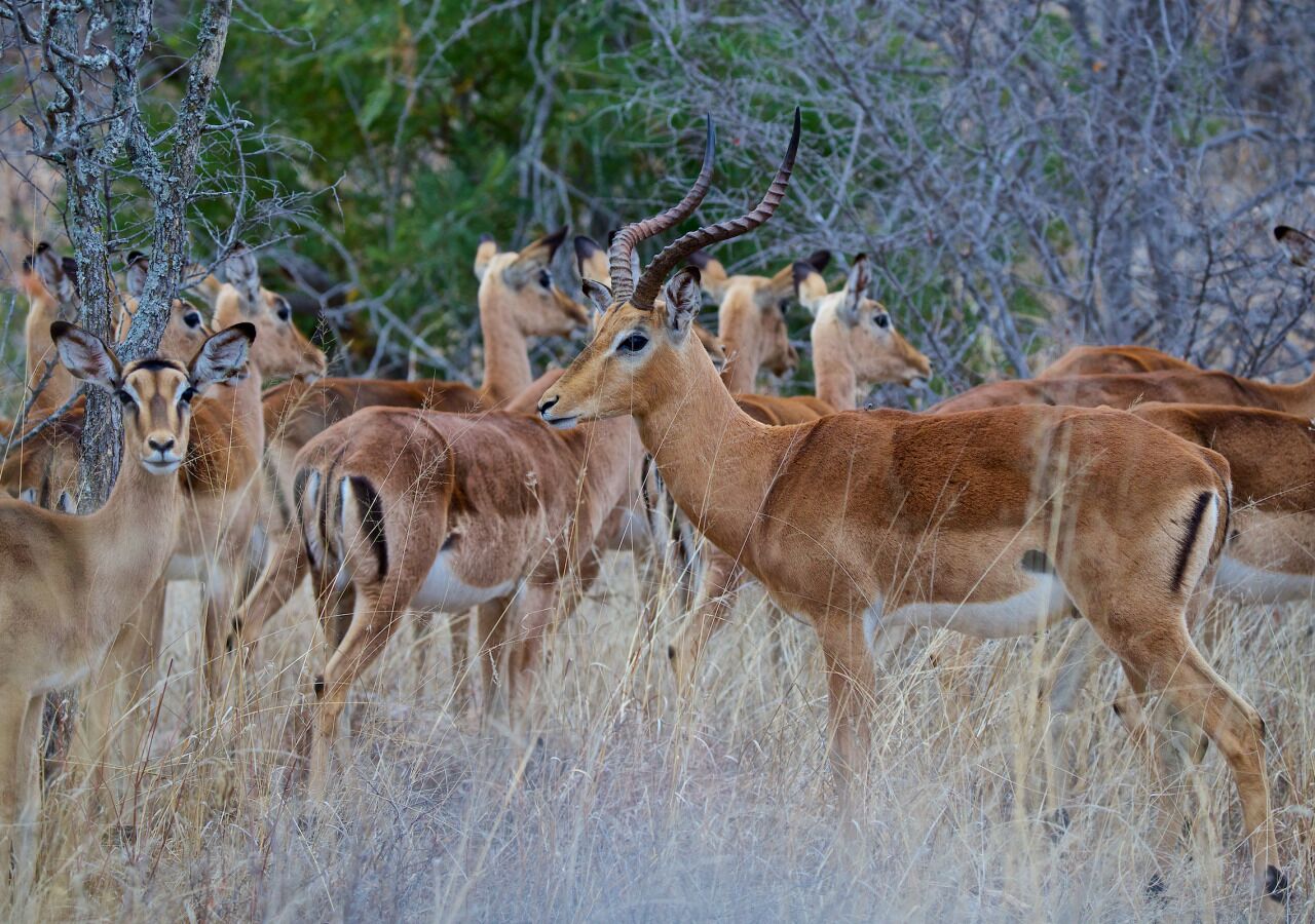 A group of antelopes in a natural setting with trees and dry grass.