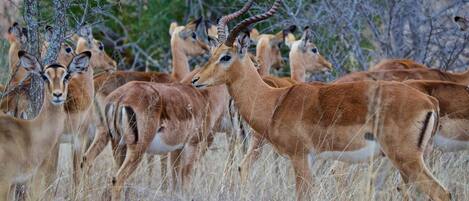 A group of antelopes in a natural setting with trees and dry grass.