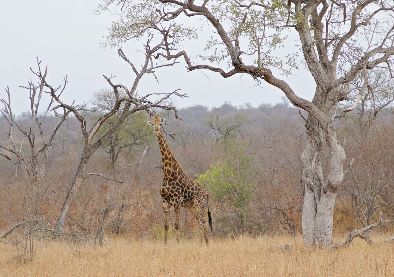 Une girafe se tient près d’un arbre dans une zone aride et herbeuse.