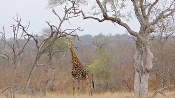 Une girafe se tient près d’un arbre dans une zone aride et herbeuse.