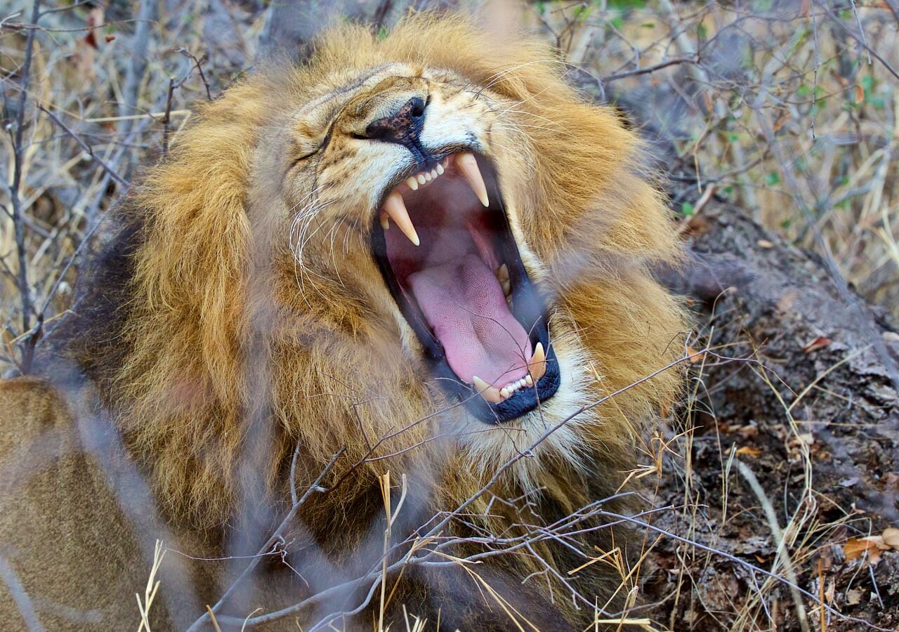 Un leone con la bocca spalancata, che mostra i denti e la lingua.