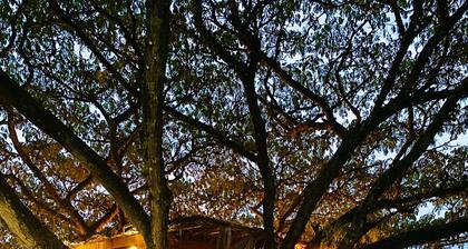 Cabaña en un árbol en Santa Elena