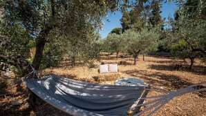 A hammock in a dry, wooded area with trees and a stone wall in the background. - PORTA SUGLI ULIVI (Monopoli)