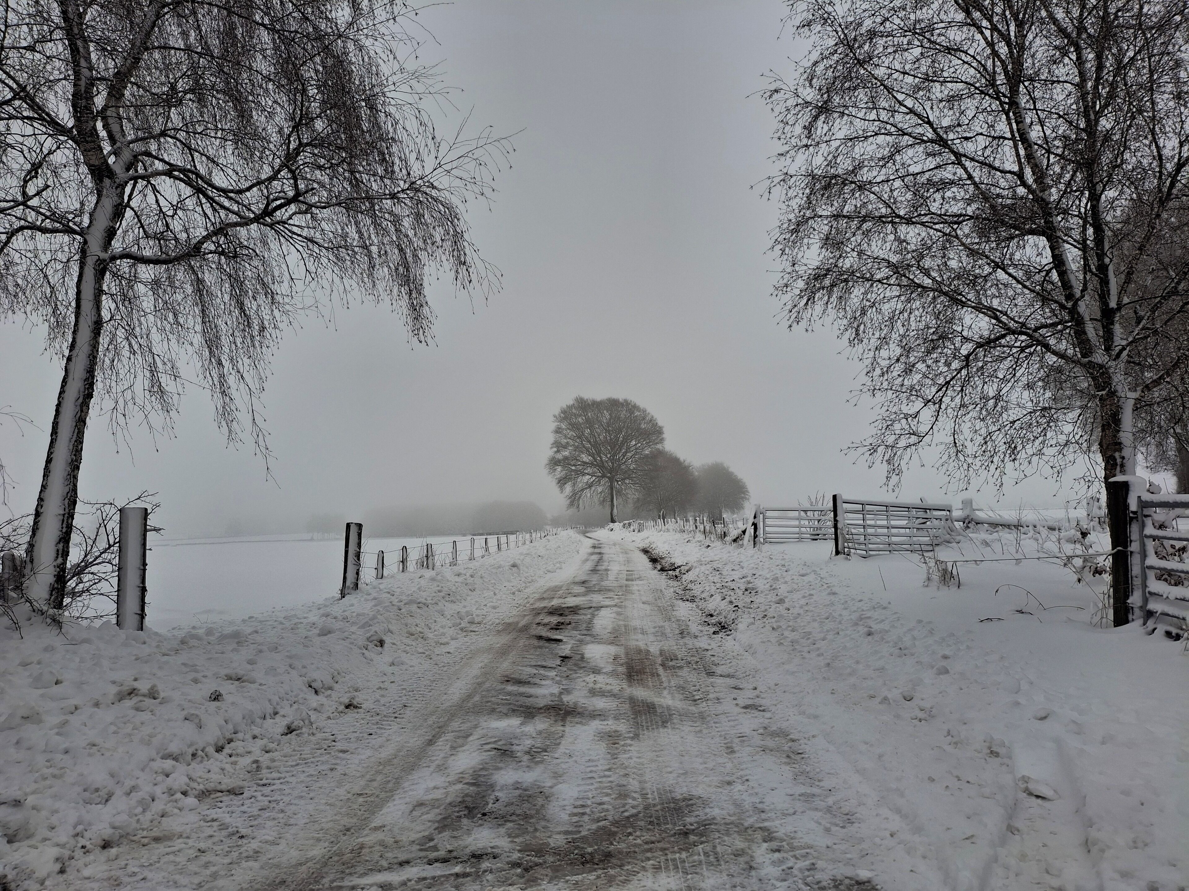 Une route de campagne enneigée, bordée d’arbres sans feuilles et d’une clôture.