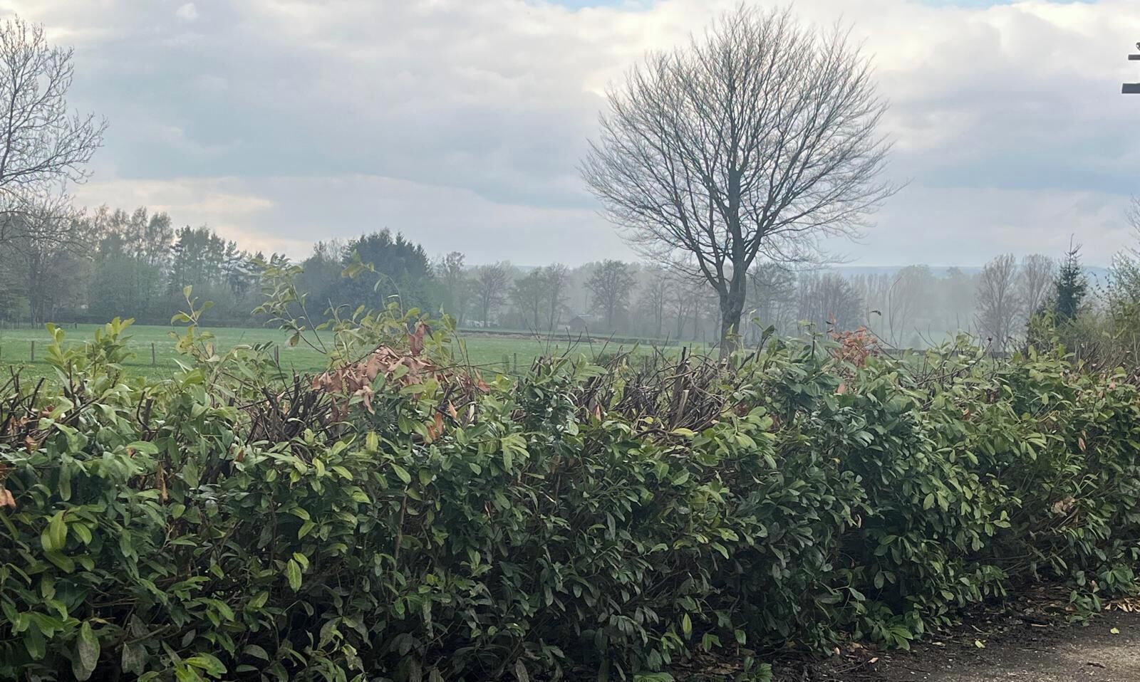 A rural landscape with a hedge, a leafless tree, and a field in the background.