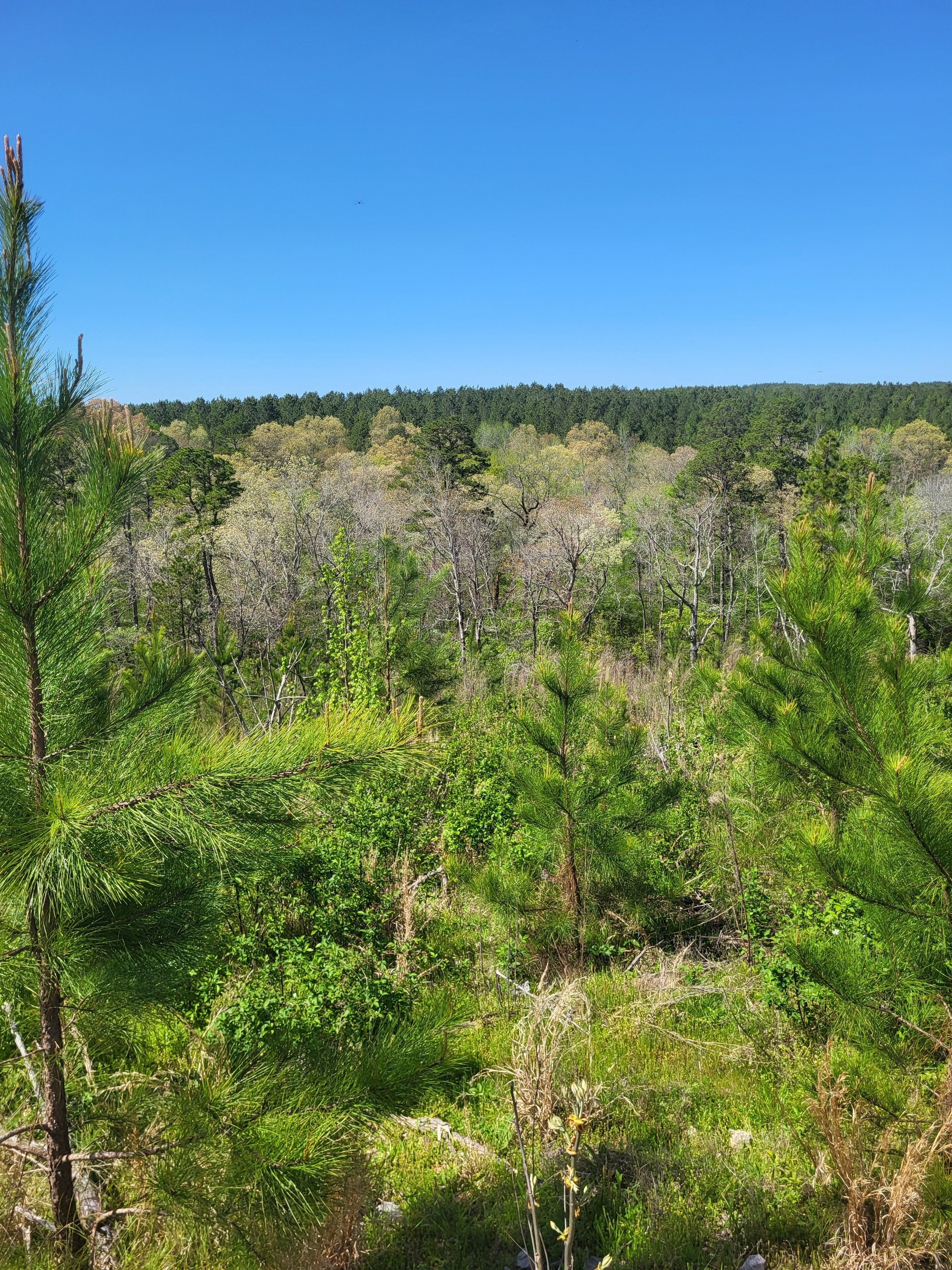 A natural landscape with dense greenery and trees, likely a forest or nature reserve.