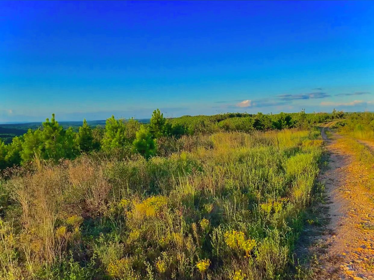 A rural landscape with a dirt path leading through a field of grass and shrubs under a clear blue sky.