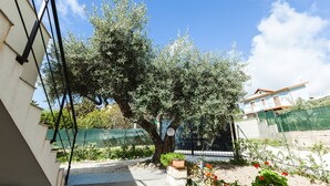 A courtyard with a large olive tree, a green fence, and a building with a balcony.