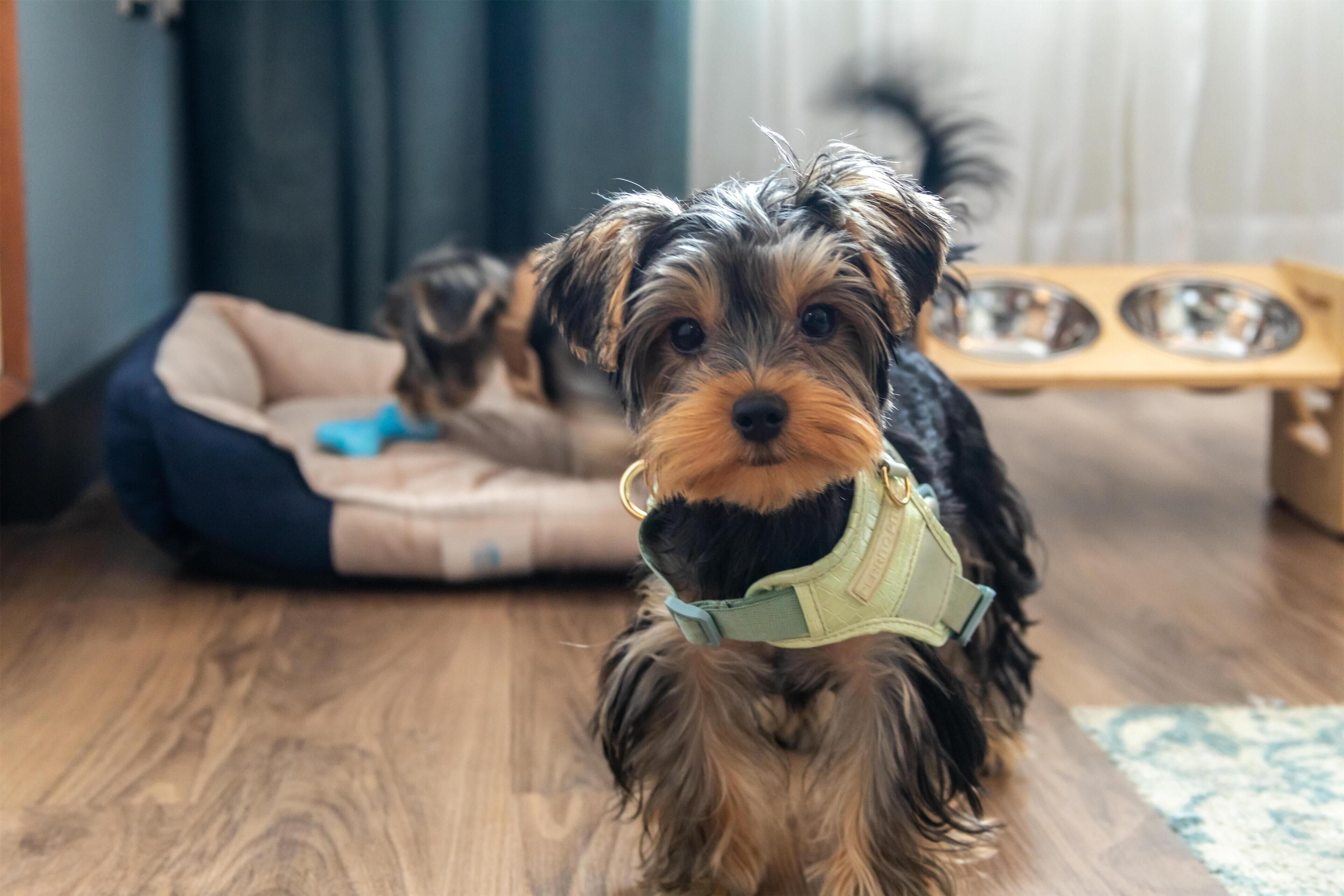 A dog with a green collar on a wooden floor, a dog bed, and a feeding station in the background.