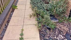 A narrow concrete pathway flanked by a wooden fence and a hedge. - NightRest Homes Orchid2 NEC Free Parking  2Toilets (West Midlands)