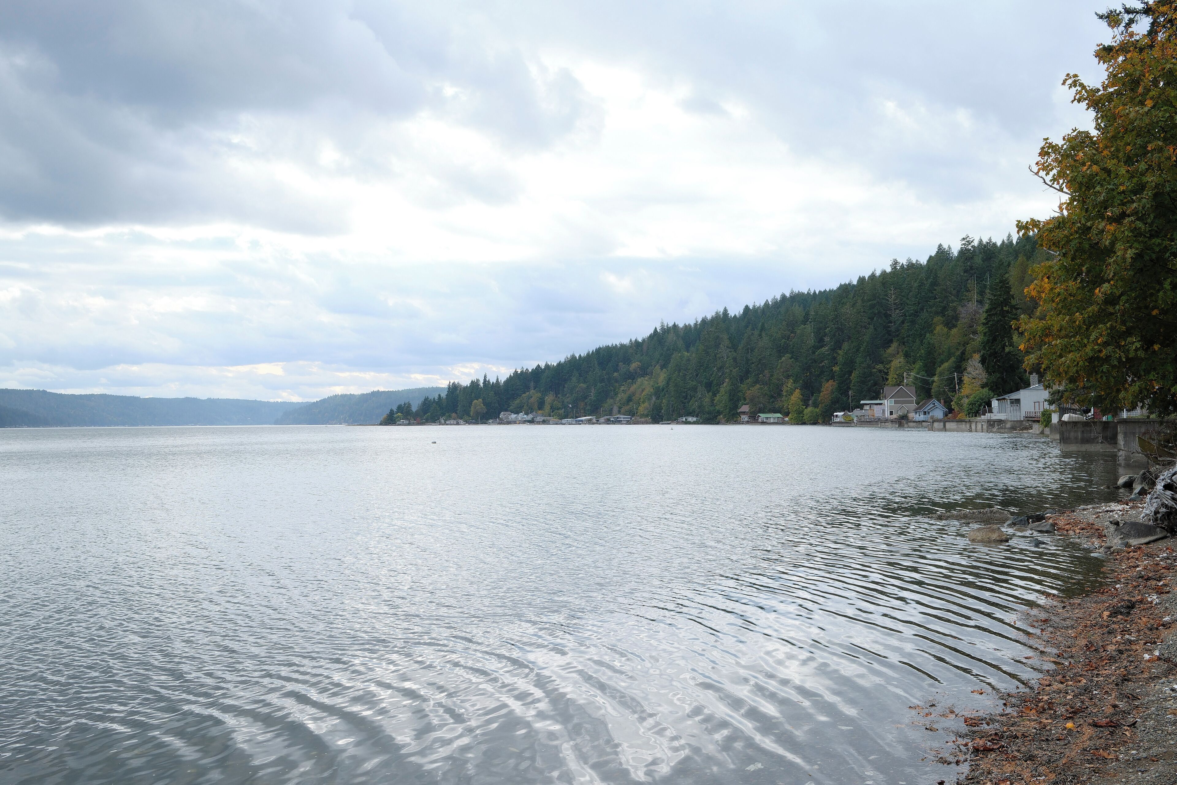 Un lago tranquilo con orilla arbolada y casas al fondo.