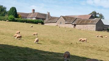 A rural landscape with a stone building and sheep grazing on a hillside.