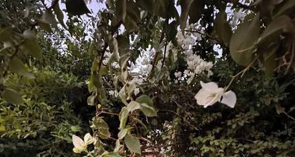 Villa Rose | Beverly Hills