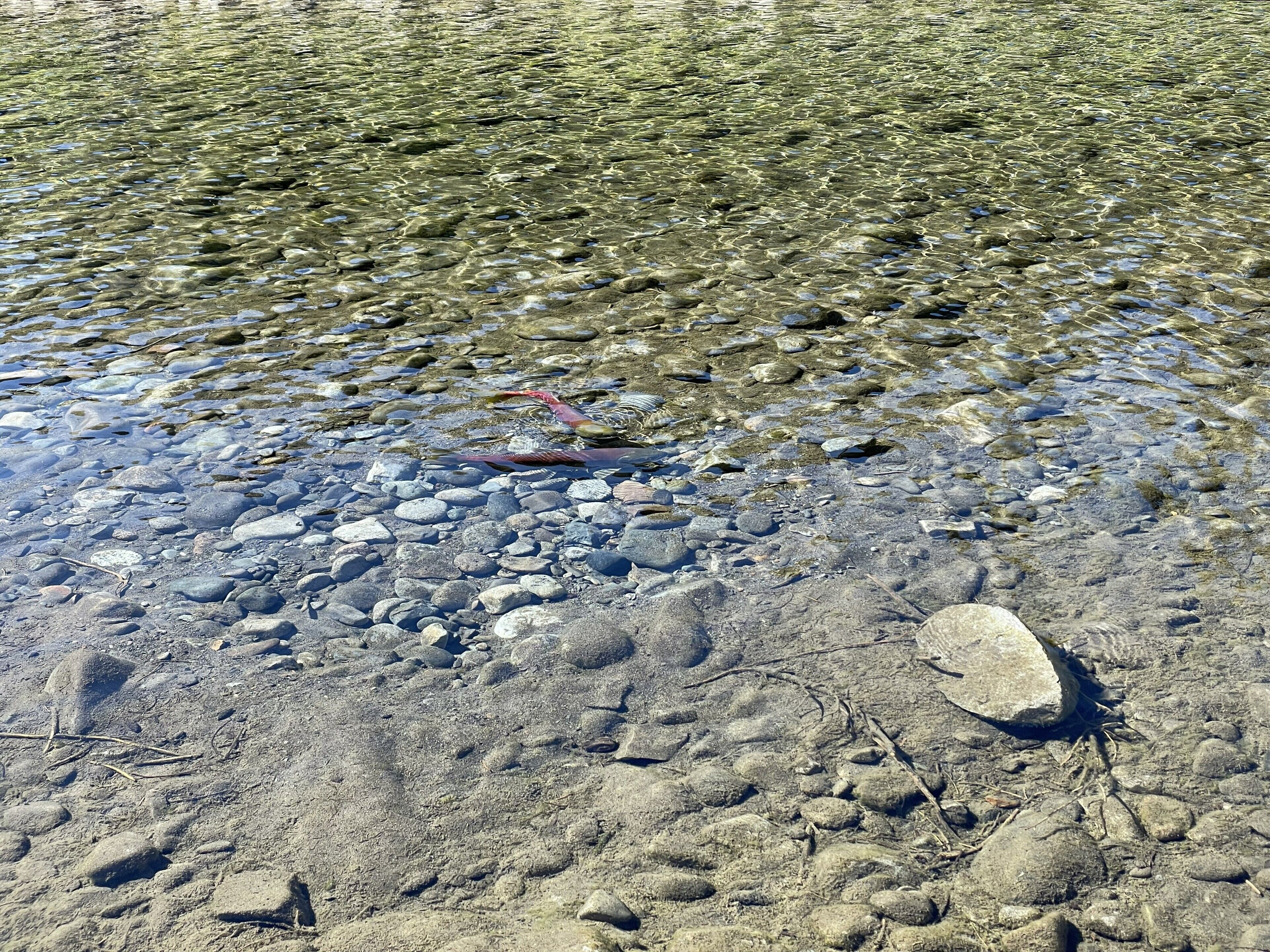A riverbank with clear water, pebbles, and a single red object.