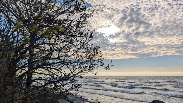 A rocky shoreline with a tree and ocean waves. - South Shore Cottage With Lake View (Pelee)