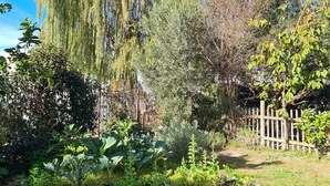 A garden with various plants and trees, a wooden fence, and a pathway.