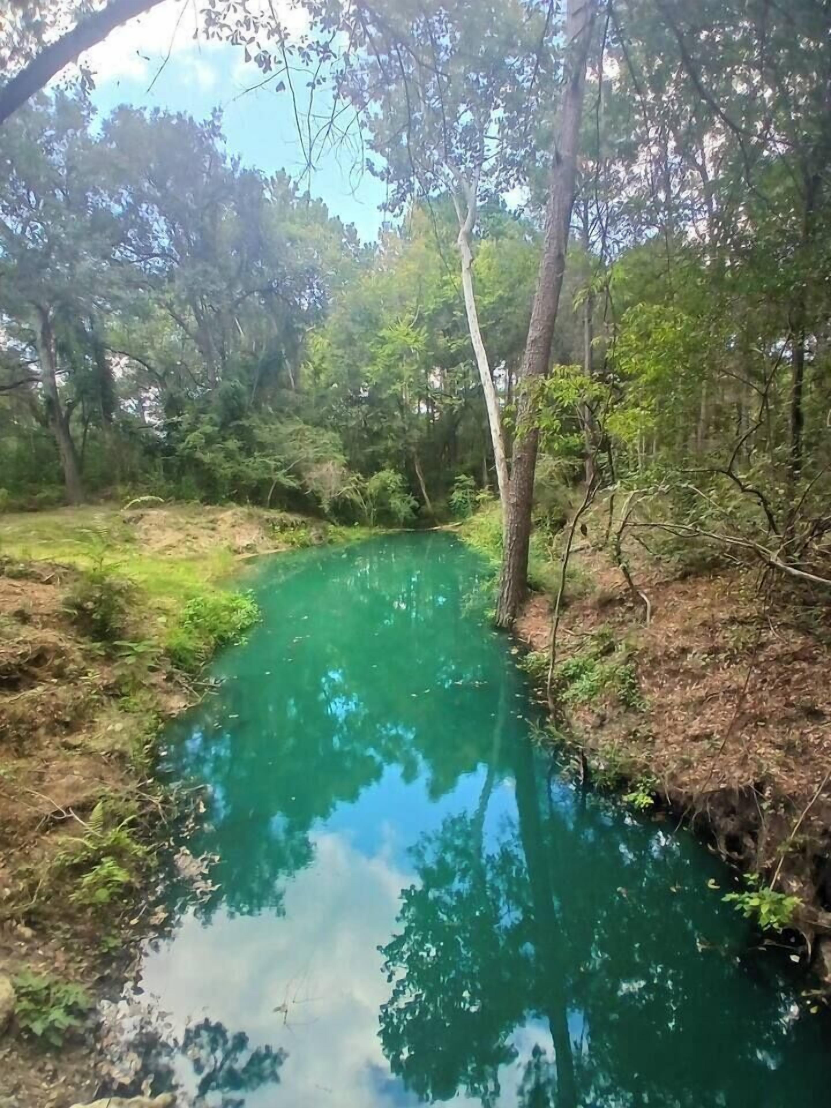 Un cos d'aigua natural envoltat d'arbres.