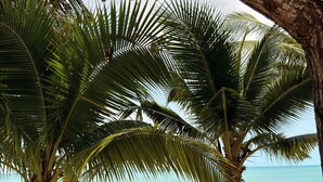 A hammock under palm trees on a beach with the ocean in the background. - Samaraya Wellness Resort (Koh Samui)