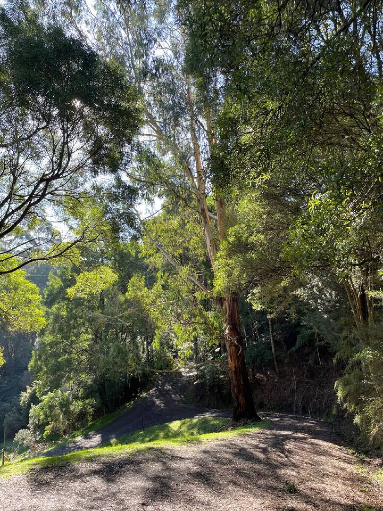 Una zona boscosa amb un camí de terra que serpenteja entre arbres densos.
