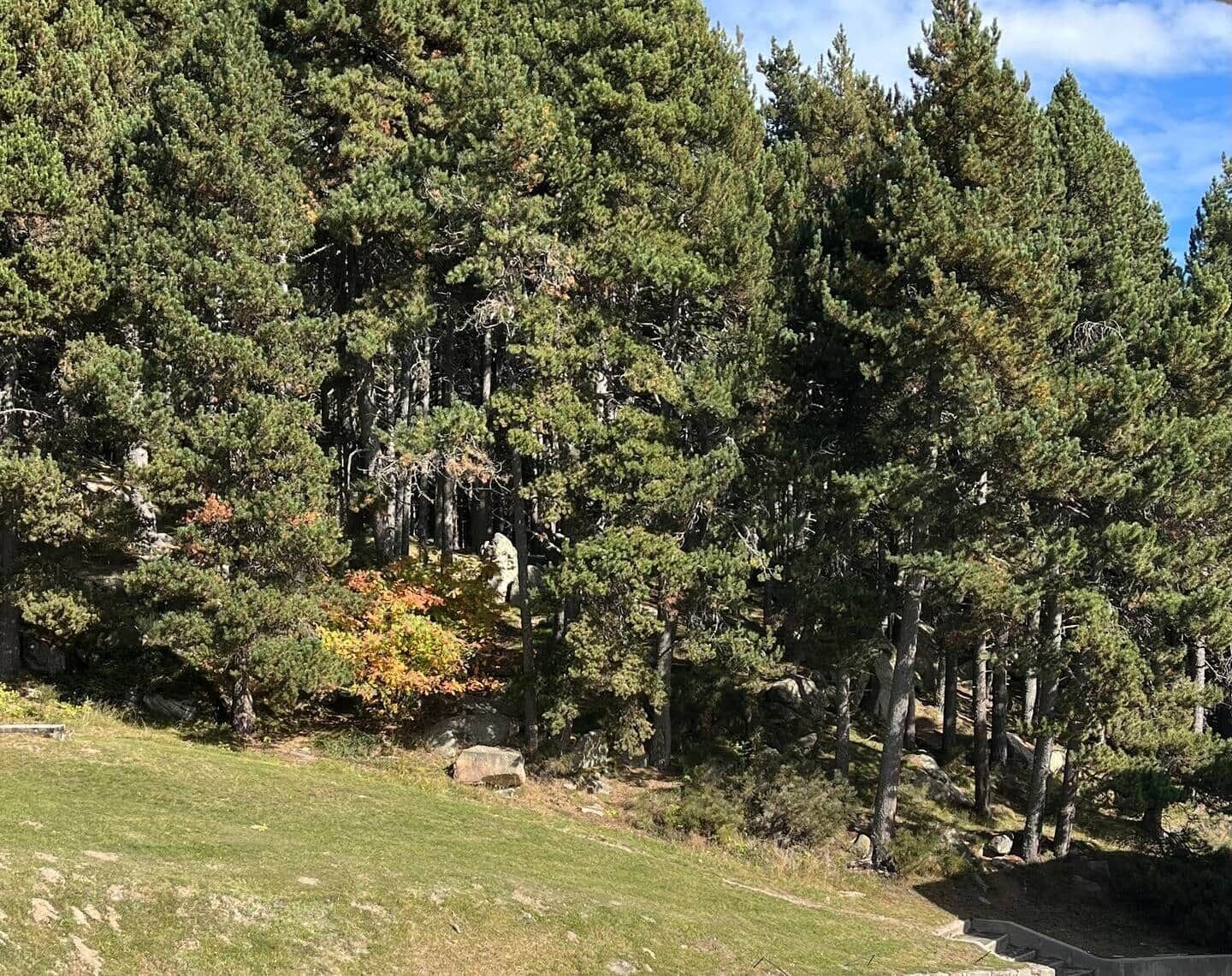 Un bosque frondoso con una zona cubierta de hierba al frente.