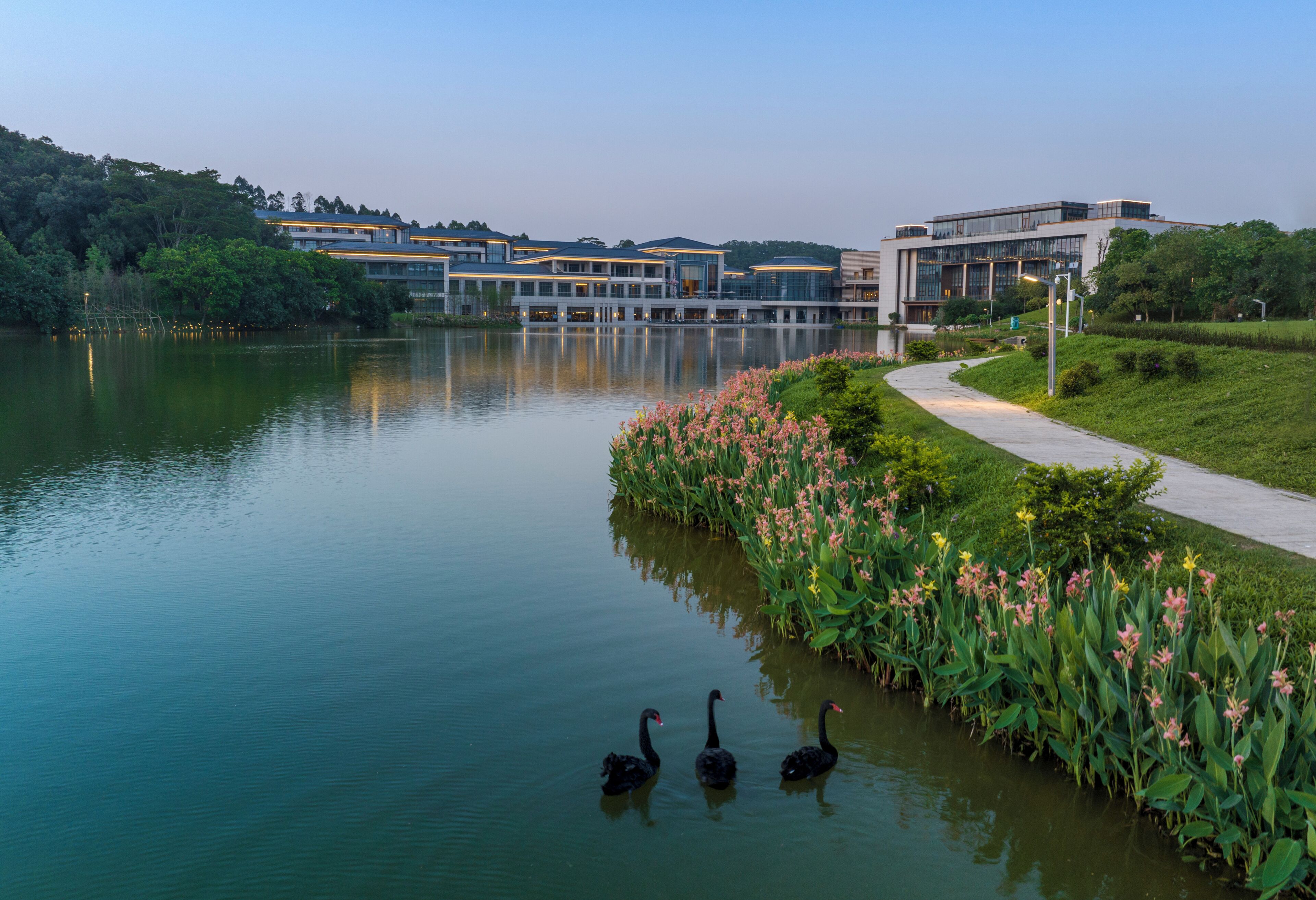 A serene lake with swans, a pathway, and modern buildings in the background.