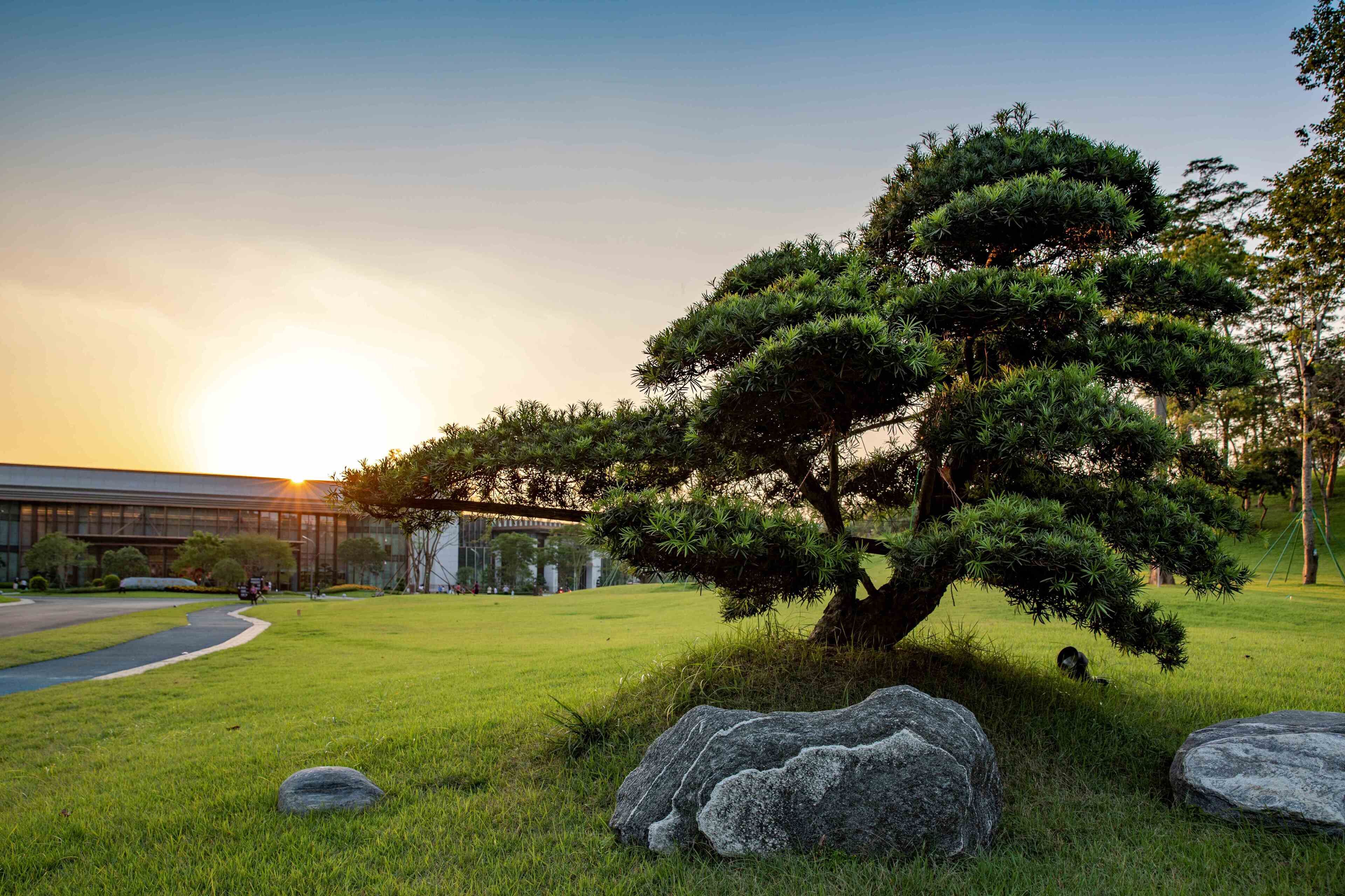 A well-maintained grassy area with a prominent bonsai tree, large rocks, and a modern building in the background.