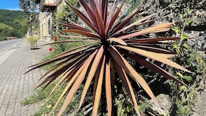 A building with a yellow facade, a stone wall, and a plant with long, reddish leaves. - La Casina del Arroyo, rural cottage for 2-4 people in Poo de Cabrales (Póo de Cabrales)