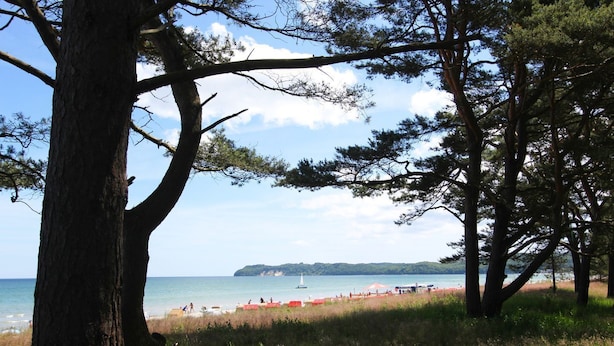 A beach with trees, a clear sky, and a distant island.
