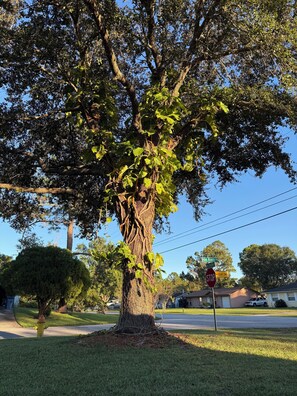Àrea exterior de l'allotjament