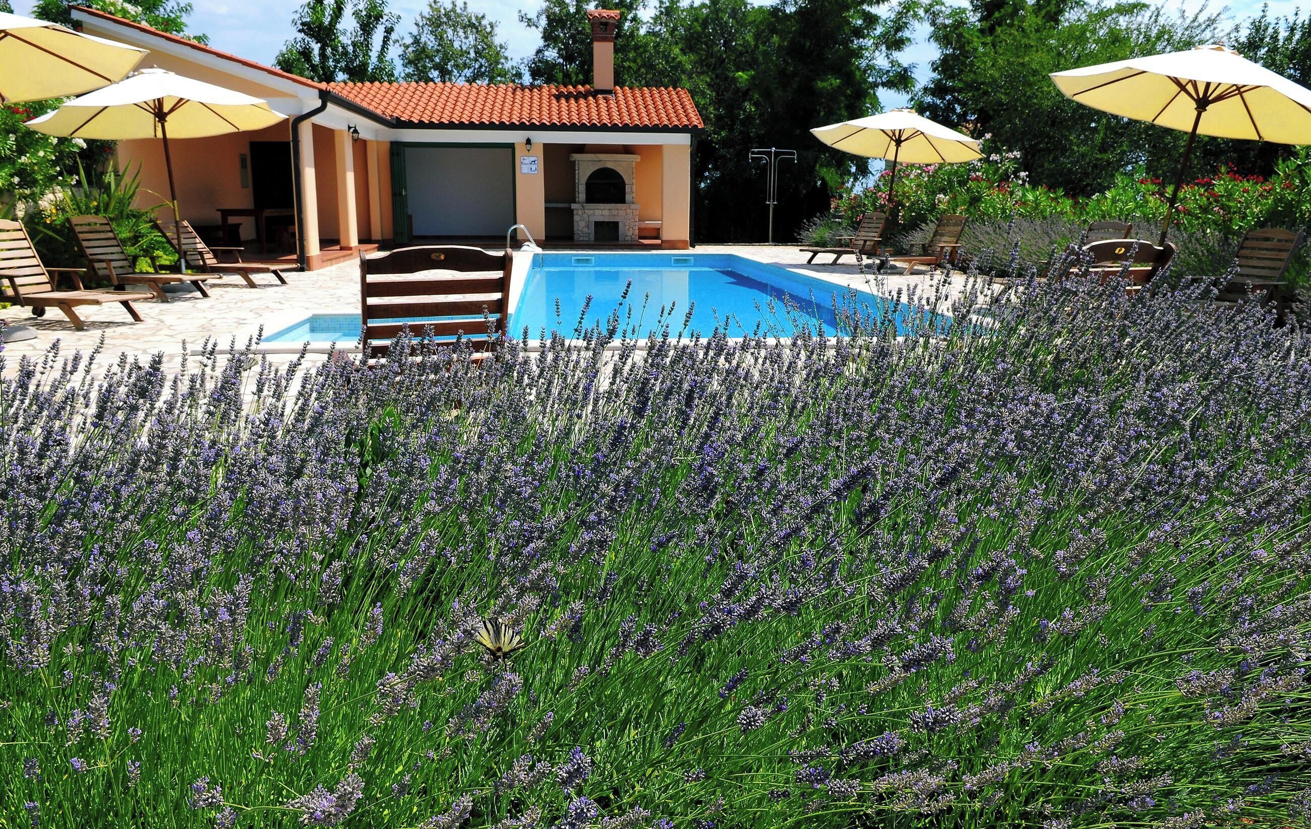 A pool area with lounge chairs and umbrellas, surrounded by lavender fields.