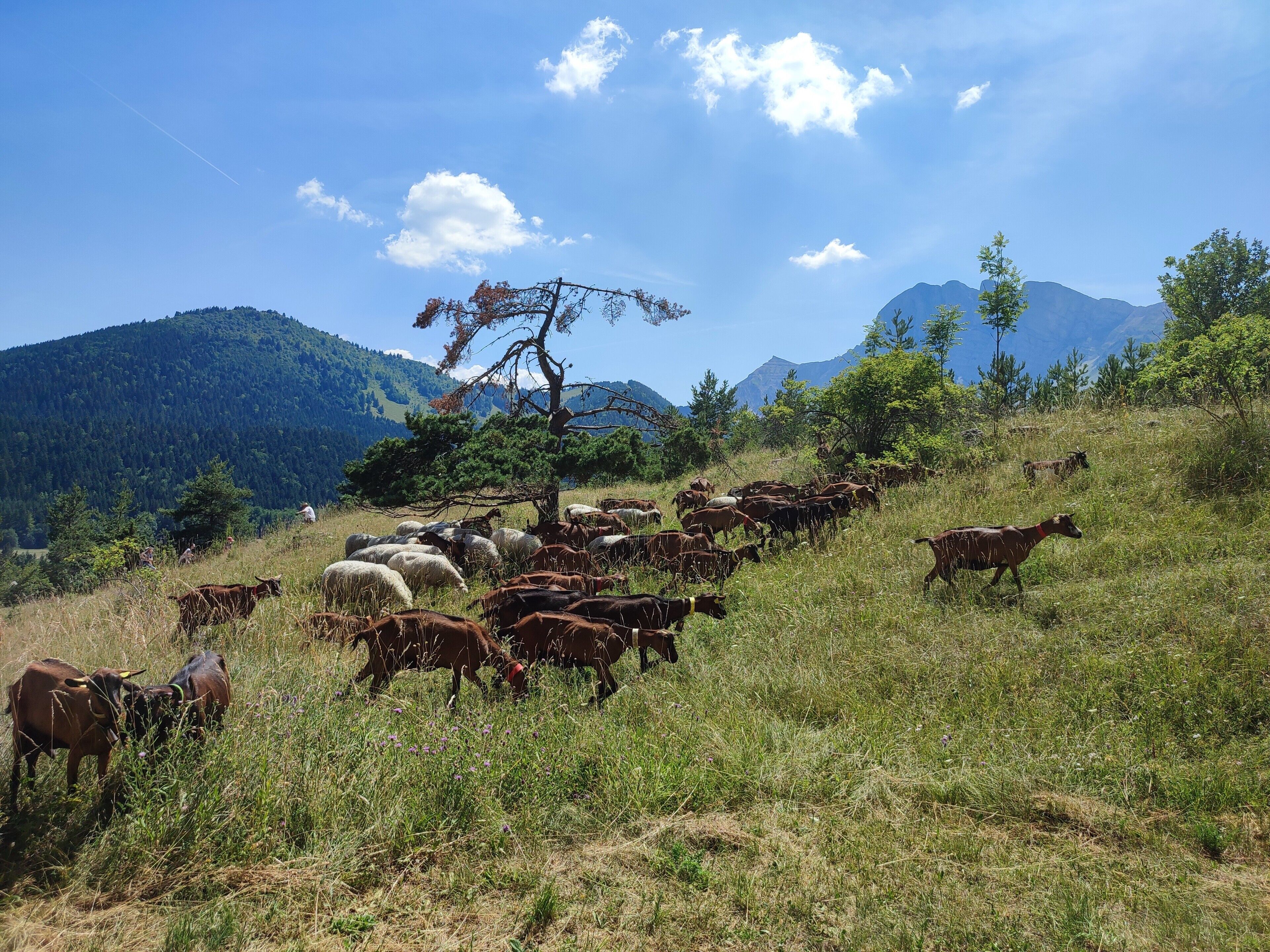 A mountainous landscape with a herd of cattle grazing.