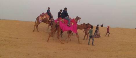 A desert scene with camels and people.
