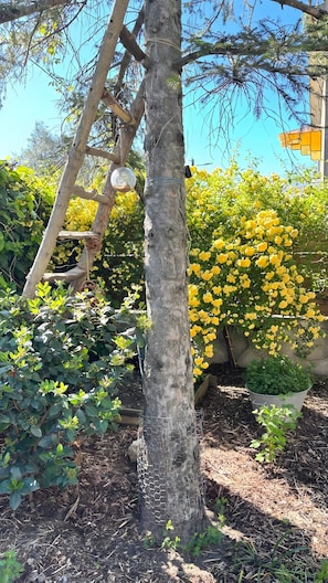 A tree with a wire mesh around its trunk, a ladder leaning against it, and yellow flowering plants nearby.