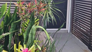 A garden with various plants and a concrete pathway leading to a building entrance. - The Residence- A home away from home. Pet friendly/ family friendly. (Jindalee)