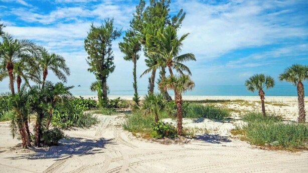 Une plage de sable avec des palmiers et un ciel dégagé.