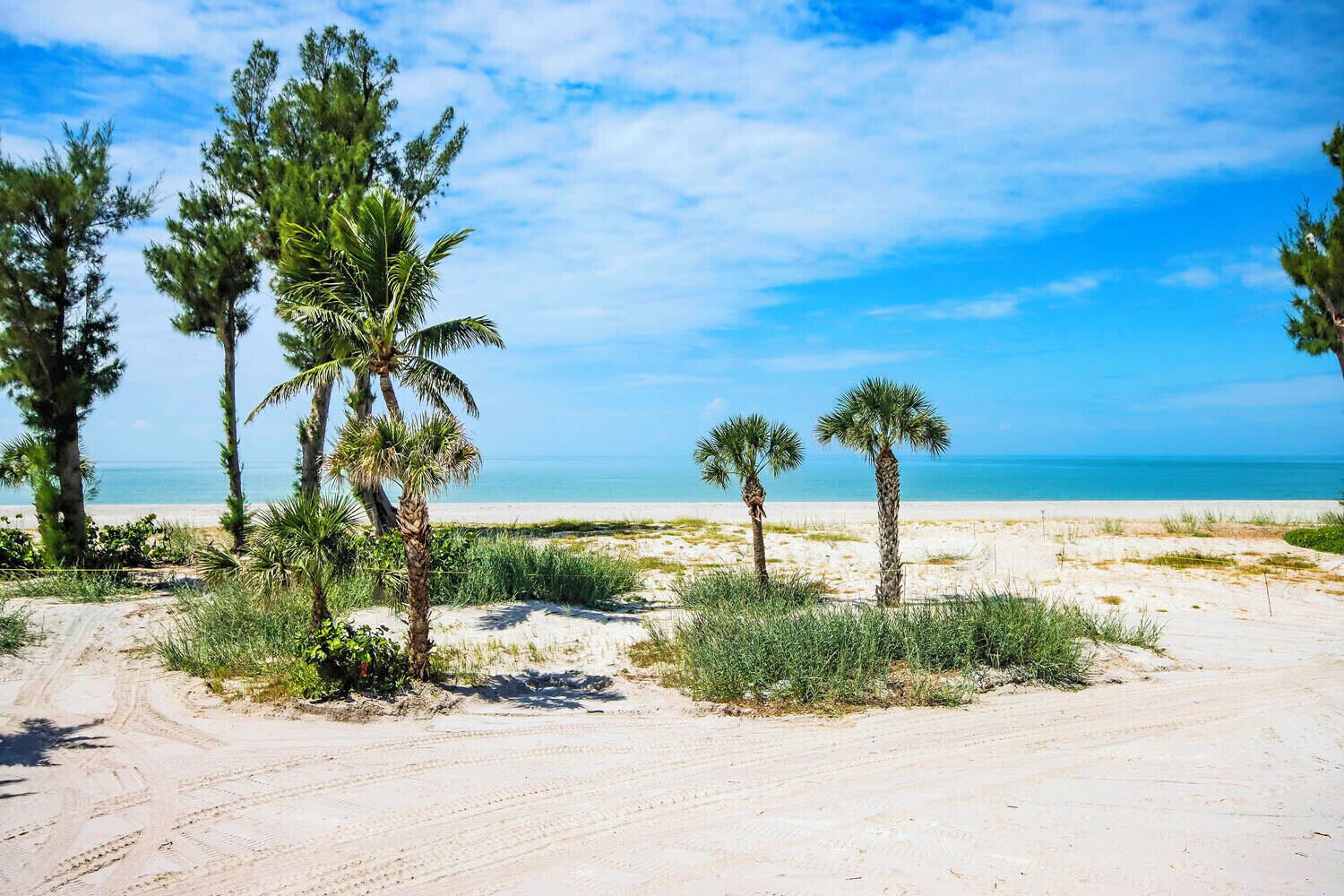 A sandy beach with palm trees and a clear blue sky.