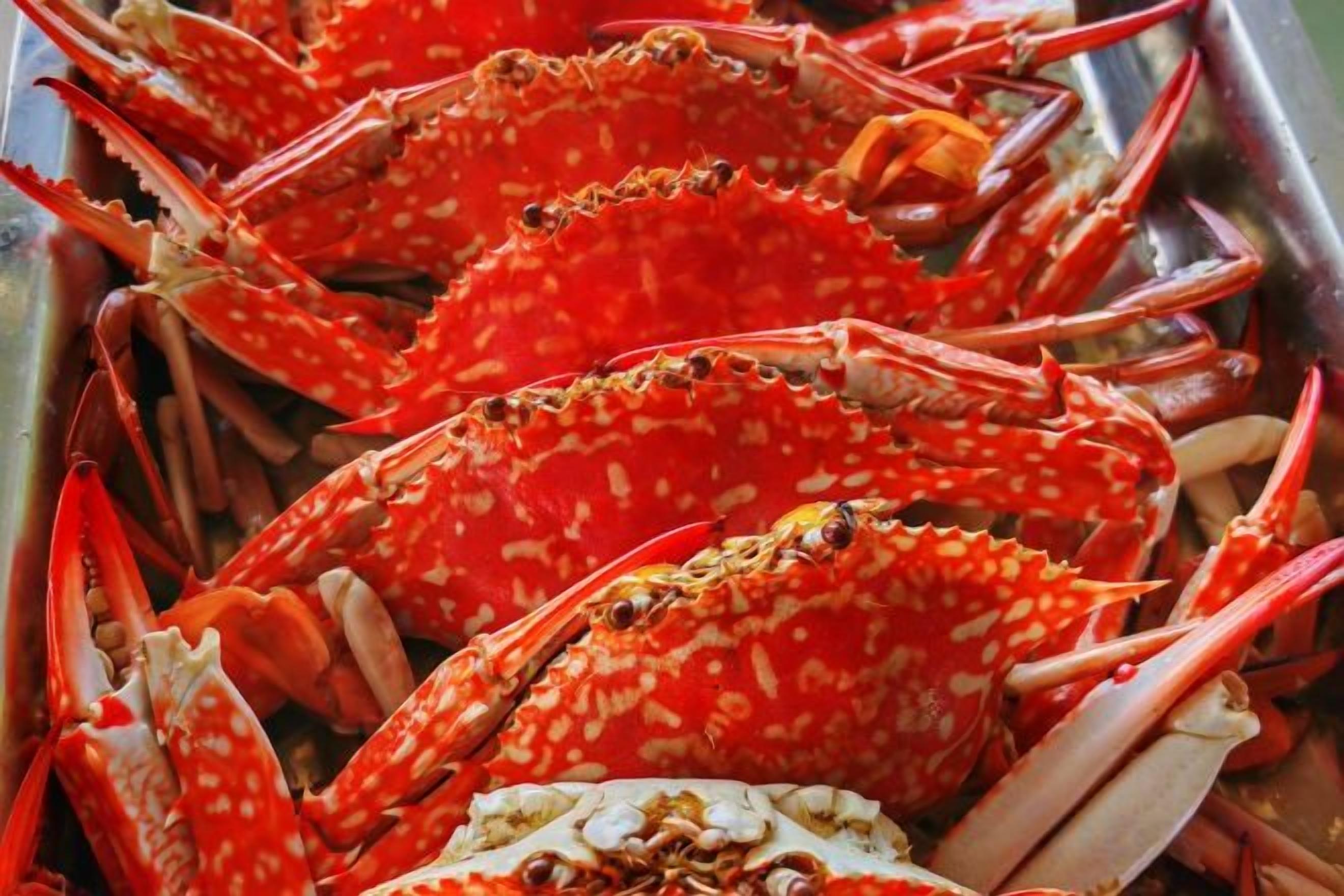 A collection of red crabs with their shells partially open, revealing the meat inside.