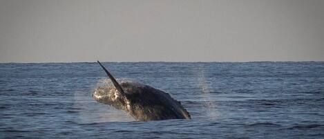 A whale breaching the ocean surface.