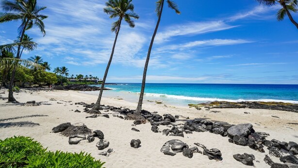 A beach with palm trees, clear blue sky, and ocean. - Na Hale O Keauhou G4 3 Bedroom Condo (Kailua-Kona)