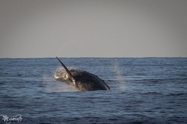 A whale breaching the ocean surface. - Alii Villas #224 1 Bedroom Condo (Kailua-Kona)