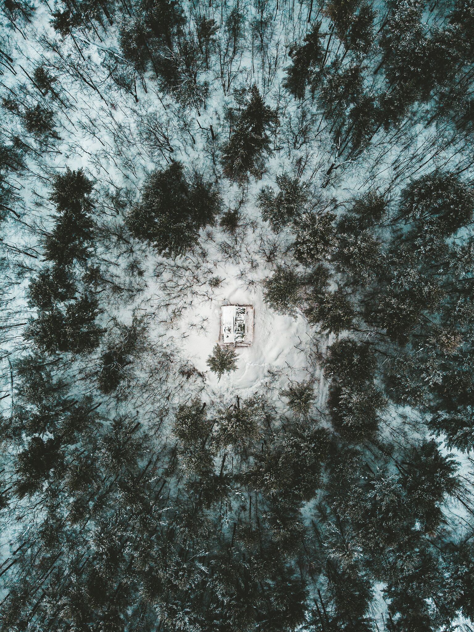 An aerial view of a forest with a small building in the center.