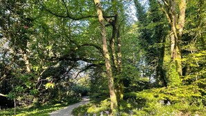 A gravel path through a forested area with dense greenery and trees. - Historic Barmeath Castle Guest Wing — Luxury Stay Amid Gardens & Woodland (Dunleer)
