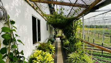 A greenhouse with a pathway, plants, and a white wall.