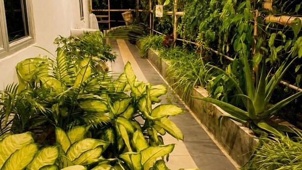 A pathway lined with various green plants and a concrete border. - Cameron Farm House (Ulu Telom)