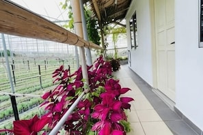 Een gang met een rij potplanten, een houten balk en uitzicht op een kas.