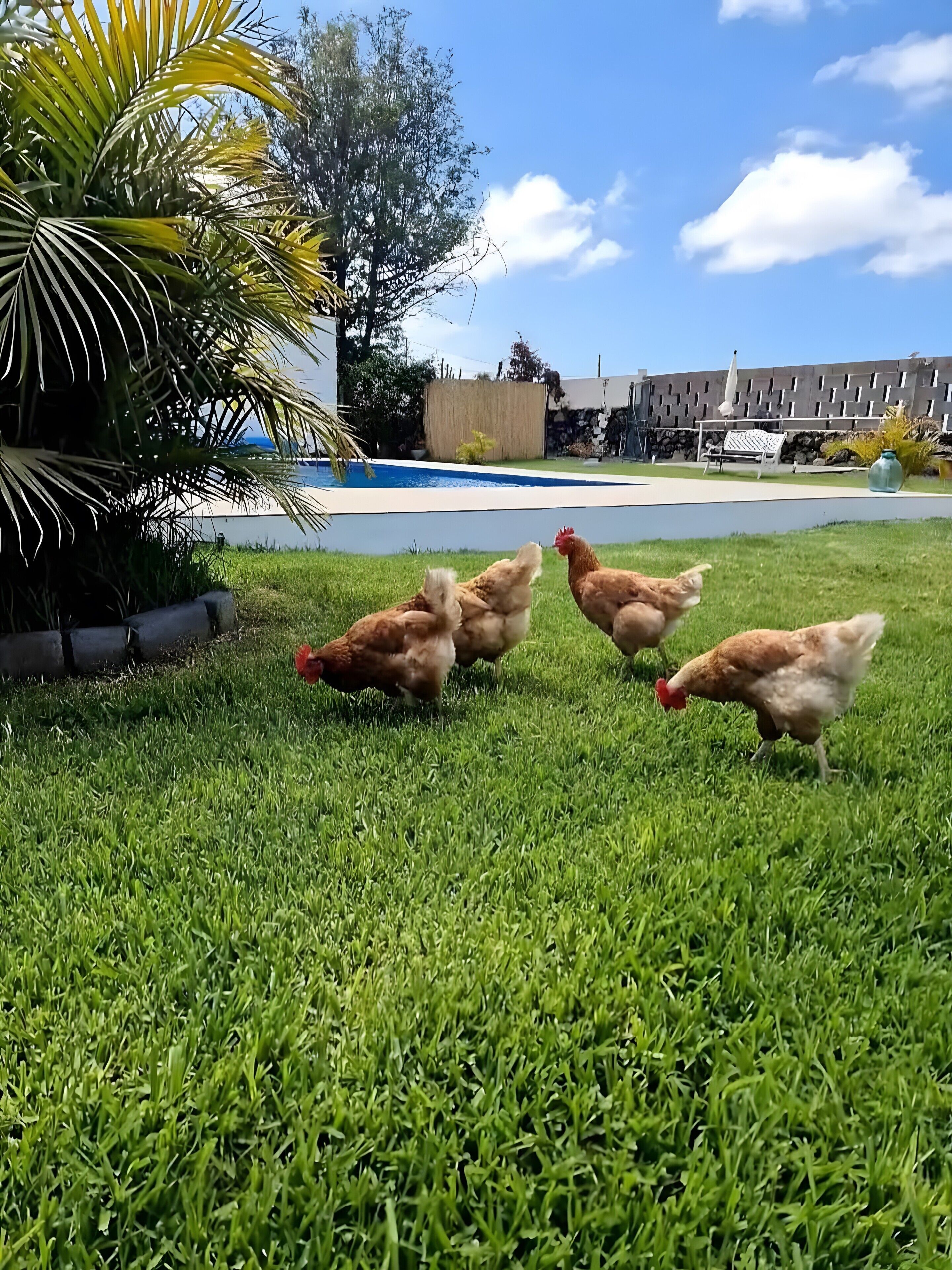 Un área verde con piscina y un edificio al fondo.