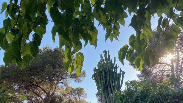 Una piscina circondata da un muro in pietra, con un cactus e diverse piante sullo sfondo.