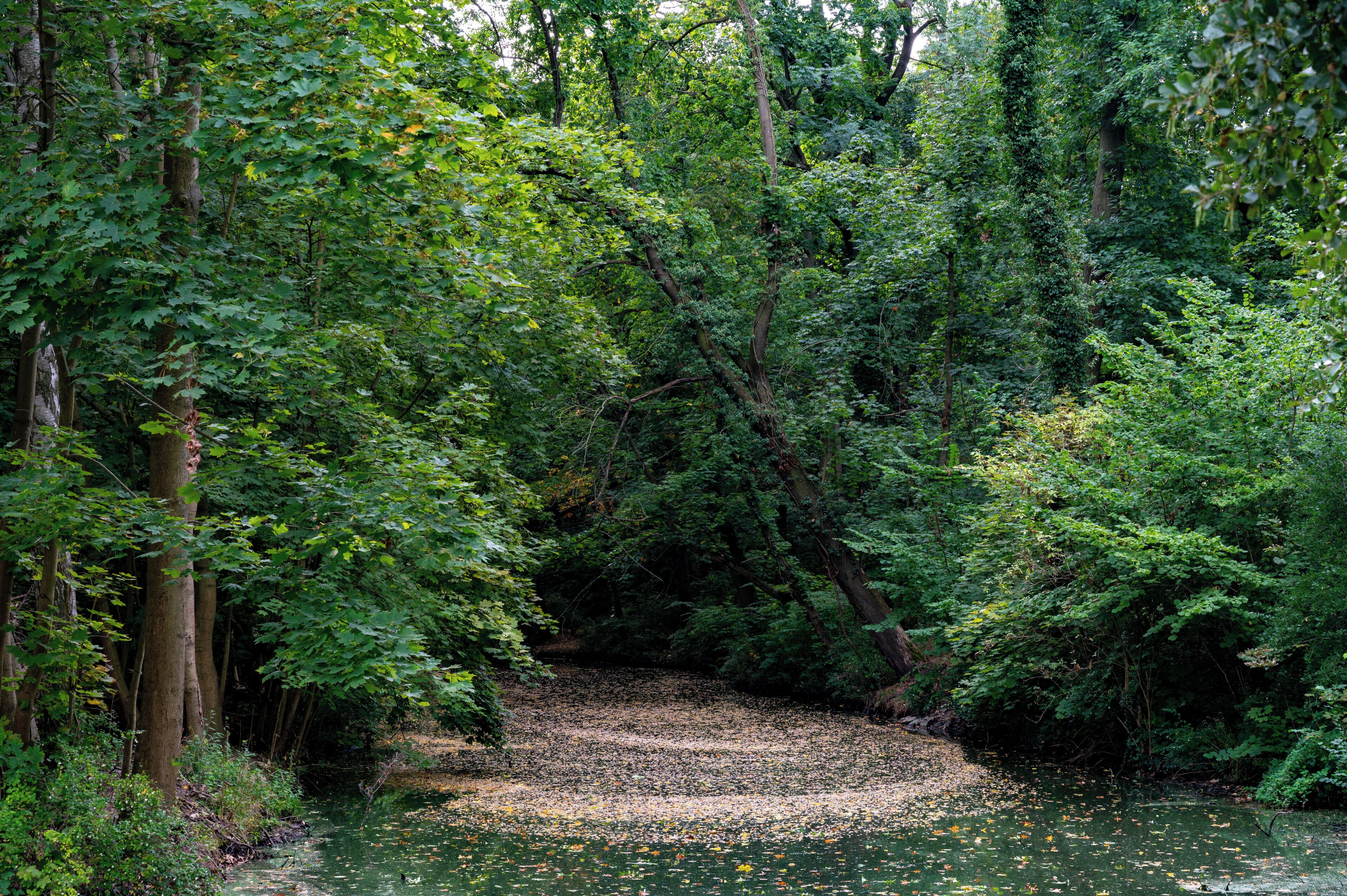 A forested area with a narrow path leading through dense foliage.