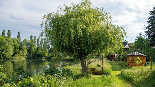 A serene lakeside setting with a wooden cabin, a bench, and a willow tree. - Boardinghouse - temporary living (Frohburg)